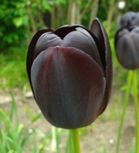 Tulipan Queen Of Night 100 løg